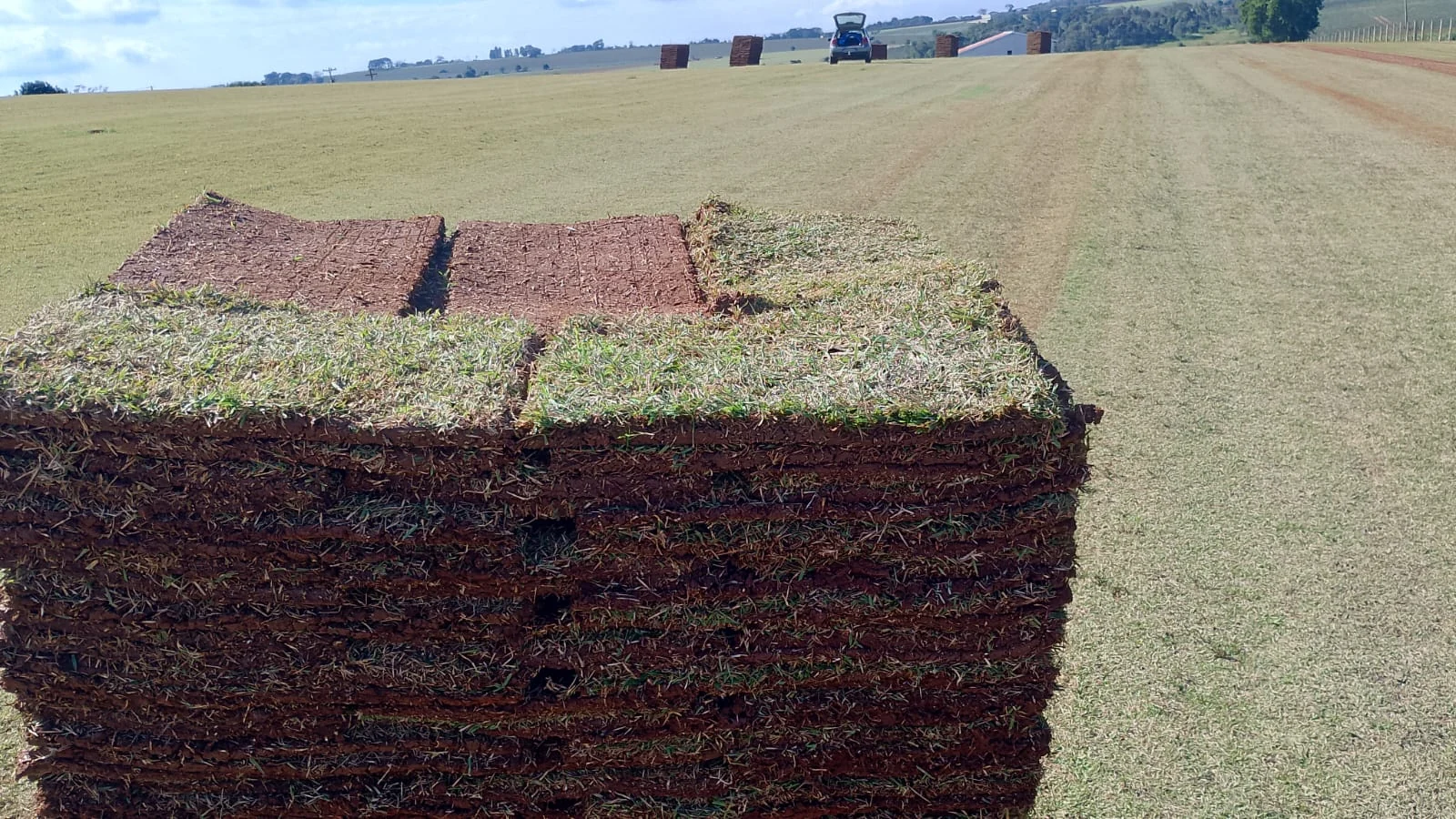 Placas de grama em primeiro plano, com o campo de produção ao fundo